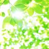 夏の限定デザイン